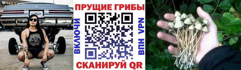 Галлюциногенные грибы GOLDEN TEACHER  Багратионовск 